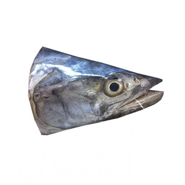 King Fish / Seer Fish / Surmai (सुरमई) (Head)
