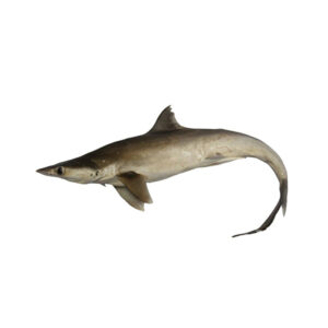 Baby Shark (मूशी, मोरी)