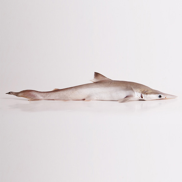 Baby Shark (मूशी, मोरी) - Image 2