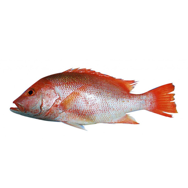 Red snapper / Tambusa Fish (Fillet) - Image 2