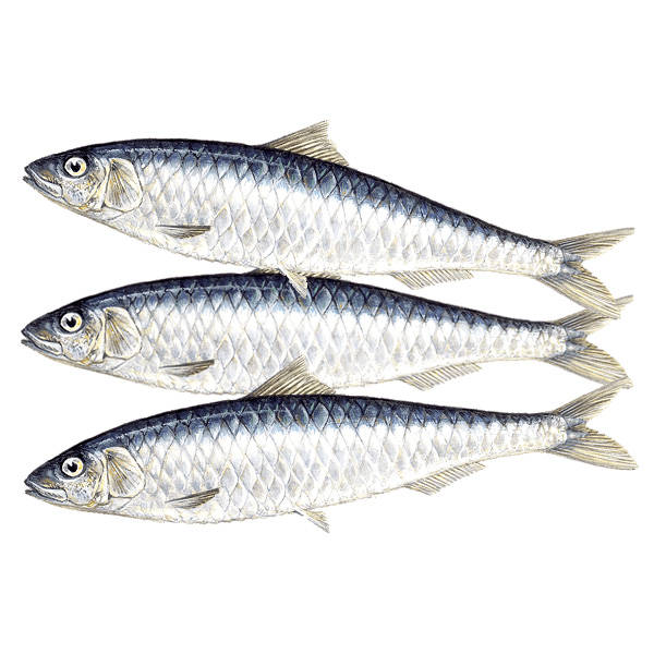 Sardine / Tarli Fish - Image 2