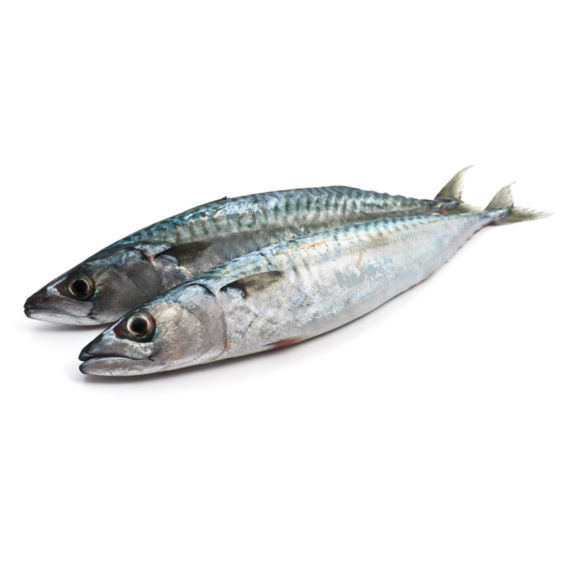 Sardine / Tarli Fish - Image 4