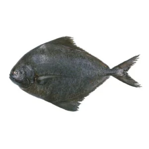 Black Pomfret / Halwa (हलवा) - Large (1 Count)