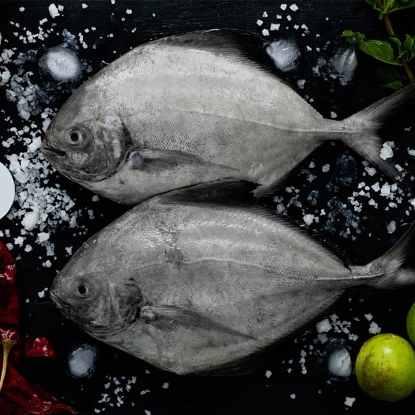 Black Pomfret / Halwa (हलवा) - Medium (3-4 Count)