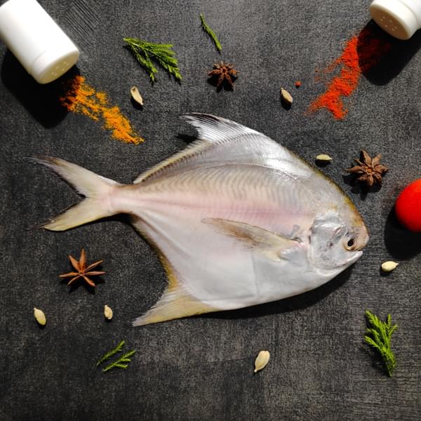 Silver Pomfret / Paplet (पापलेट) - Extra Large (1 Count)