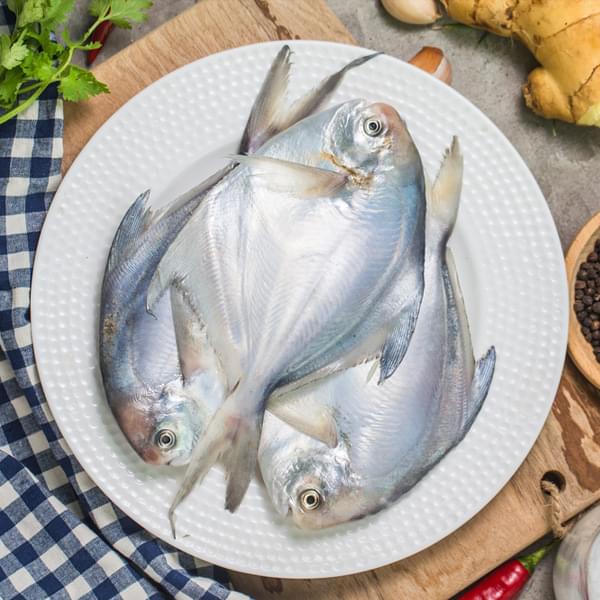 Silver Pomfret / Paplet (पापलेट) - Medium (3 Count)
