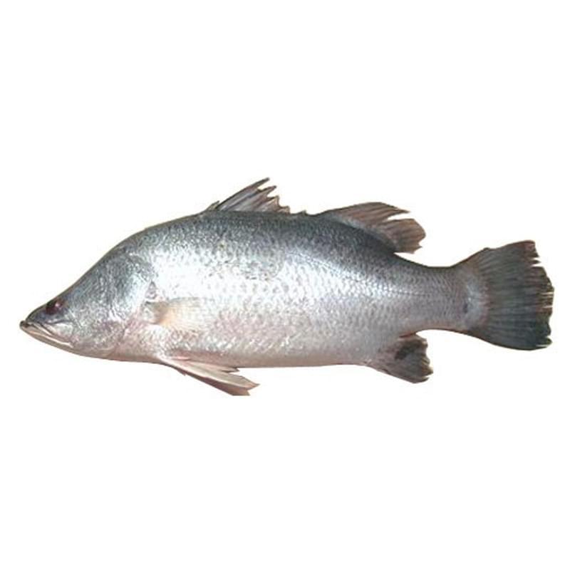 Sea Bass / Bhetki Fish (Whole)