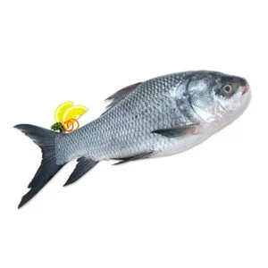 Catla Fish (कटला)