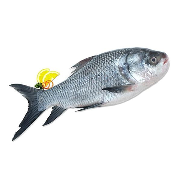 Catla Fish (कटला)