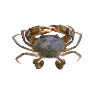 Mud Crabs (चिखलाचे खेकडे) - Large (2 Count)