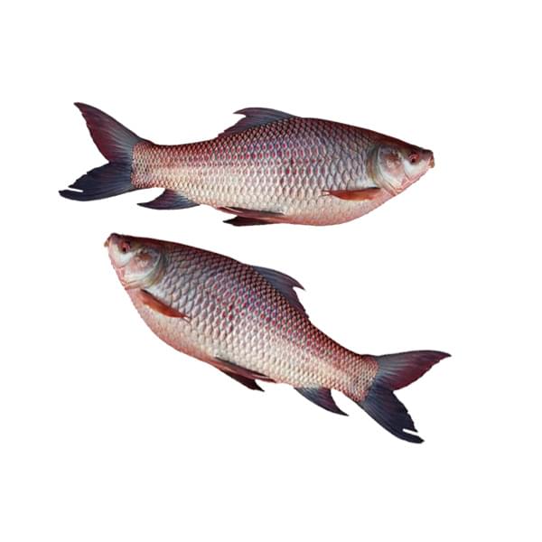 Rohu Fish (रोहू मासा)
